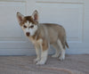 AKC Registered Husky For Sale Holmesville OH Female-Molly