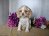 Cocker Spaniel For Sale Dresden OH Male-Alex