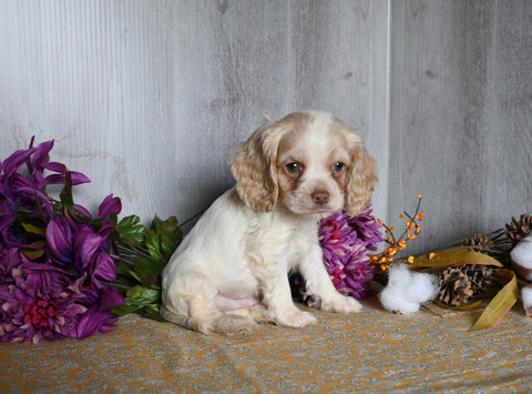 Cocker Spaniel For Sale Dresden OH Male-Alex