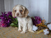 Cocker Spaniel For Sale Dresden OH Male-Alex
