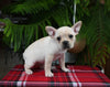 Frenchton For Sale Millersburg OH Female-Snowflake