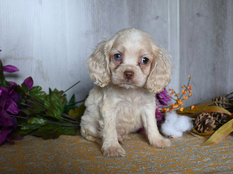 Cocker Spaniel For Sale Dresden OH Male-Apollo