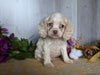 Cocker Spaniel For Sale Dresden OH Male-Apollo