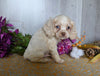 Cocker Spaniel For Sale Dresden OH Male-Apollo