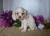 Cocker Spaniel For Sale Dresden OH Male-Apollo
