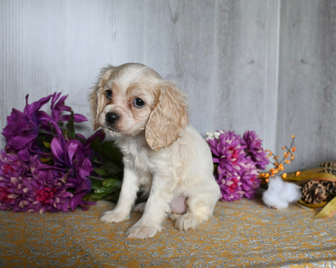 Cocker Spaniel For Sale Dresden OH Female-Alice