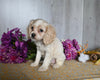 Cocker Spaniel For Sale Dresden OH Female-Alice