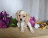 Cocker Spaniel For Sale Dresden OH Female-Alice
