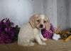 Cocker Spaniel For Sale Dresden OH Female-Alice