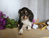Cocker Spaniel For Sale Dresden OH Male-Asher