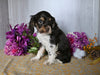 Cocker Spaniel For Sale Dresden OH Male-Asher