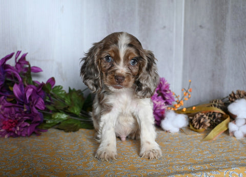 Cocker Spaniel For Sale Dresden OH Male-Alfie