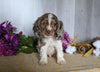 Cocker Spaniel For Sale Dresden OH Male-Alfie