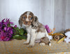 Cocker Spaniel For Sale Dresden OH Male-Alfie