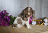 Cocker Spaniel For Sale Dresden OH Male-Alfie
