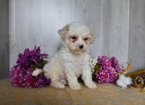Bichon Frise For Sale Dresden OH Male-Bandit