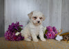 Bichon Frise For Sale Dresden OH Male-Bandit