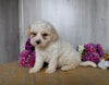 Bichon Frise For Sale Dresden OH Male-Bandit