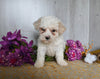 Bichon Frise For Sale Dresden OH Male-Bandit