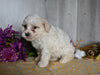 Bichon Frise For Sale Dresden OH Male-Bentley