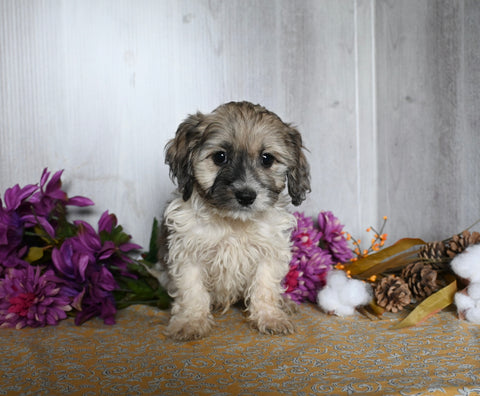 Teddy Bear For Sale Dresden OH Male-Carl