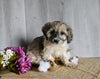 Teddy Bear For Sale Dresden OH Male-Carl