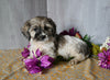 Teddy Bear For Sale Dresden OH Male-Carl