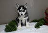 AKC Registered Siberian Husky For Sale Holmesville OH Male-Max