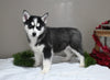 AKC Registered Siberian Husky For Sale Holmesville OH Male-Max