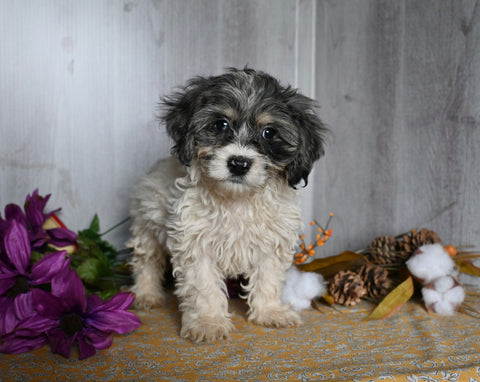 Teddy Bear For Sale Dresden OH Male-Cash