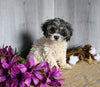 Teddy Bear For Sale Dresden OH Male-Cash