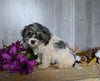 Teddy Bear For Sale Dresden OH Male-Cash