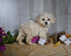 Teddy Bear For Sale Dresden OH Female-Camilla