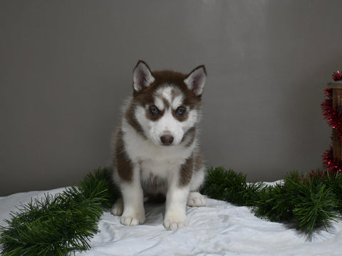 AKC Registered Siberian Husky For Sale Holmesville OH Female-Macy