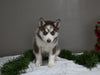 AKC Registered Siberian Husky For Sale Holmesville OH Female-Macy