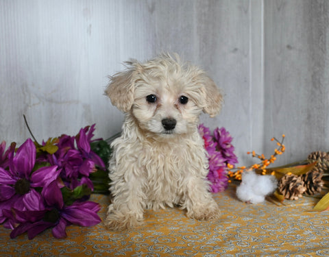 Teddy Bear For Sale Dresden OH Female-Camilla