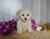 Teddy Bear For Sale Dresden OH Female-Camilla