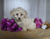 Teddy Bear For Sale Dresden OH Female-Camilla