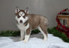 AKC Registered Siberian Husky For Sale Holmesville OH Female-Macy