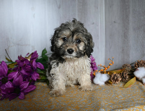Teddy Bear For Sale Dresden OH Male-Chad