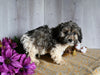 Teddy Bear For Sale Dresden OH Male-Chad