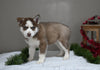 AKC Registered Siberian Husky For Sale Holmesville OH Male-Cooper