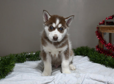 AKC Registered Siberian Husky For Sale Holmesville OH Male-Pepper