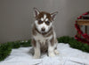 AKC Registered Siberian Husky For Sale Holmesville OH Male-Pepper