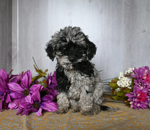 Cockapoo For Sale Dresden OH Male-Dakota