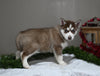 AKC Registered Siberian Husky For Sale Holmesville OH Male-Pepper