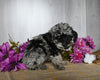 Cockapoo For Sale Dresden OH Male-Dakota