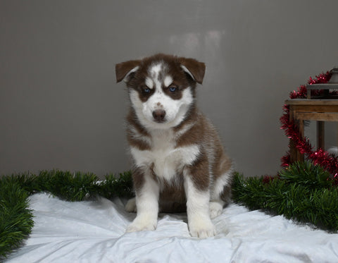 AKC Registered Siberian Husky For Sale Holmesville OH Male-Dasher