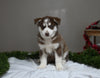 AKC Registered Siberian Husky For Sale Holmesville OH Male-Dasher