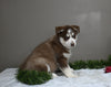 AKC Registered Siberian Husky For Sale Holmesville OH Male-Dasher